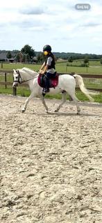 Super lieve welsh Ruin, Dieren en Toebehoren, Gechipt, Ruin, B pony (1.17m tot 1.27m), 11 jaar of ouder