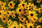 Rudbeckia Golstrum in een P9 pot., Tuin en Terras, Planten | Tuinplanten, Overige soorten, Volle zon, Vaste plant, Ophalen of Verzenden