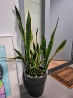 Sanseveria in pot, Overige soorten, In pot, Minder dan 100 cm, Groene kamerplant