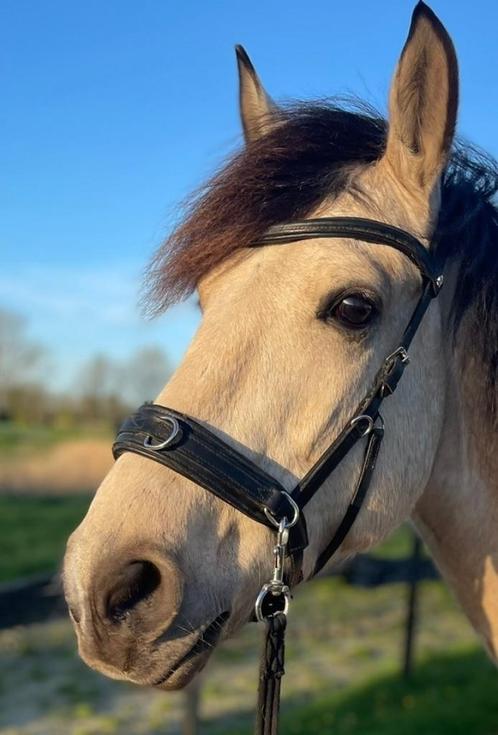 Waldhausen Kaptoom Anatomisch Zwart Cob, Dieren en Toebehoren, Paarden en Pony's | Hoofdstellen en Tuigage, Zo goed als nieuw