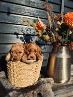 Labradoodle, Dieren en Toebehoren, Nederland, Overige rassen, CDV (hondenziekte), 8 tot 15 weken