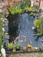 Koi karpers ter overname