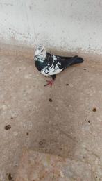 Postduif, Mannelijk, Postduif