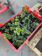 Aardbeien planten | doordragers, Tuin en Terras, Planten | Tuinplanten, Ophalen of Verzenden, Zomer, Volle zon
