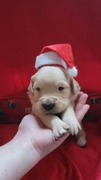 Prachtige Golden Retriever pups, Golden retriever, CDV (hondenziekte), 8 tot 15 weken, Meerdere