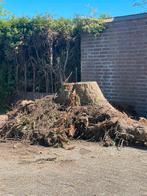 Stam boomstobbe., stookhout, tuindeco, zwammenkweek gratis, Tuin en Terras, Haardhout, Minder dan 3 m³, Ophalen, Overige houtsoorten