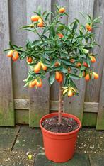 Op Stam Kumquat -Citrus Japonica-Vruchtdragend-80 cm Hoog, Huis en Inrichting, Kamerplanten, Minder dan 100 cm, Fruitplant, In pot
