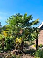 Mooie Palmboom, Tuin en Terras, Planten | Tuinplanten, Ophalen, Overige soorten, Volle zon