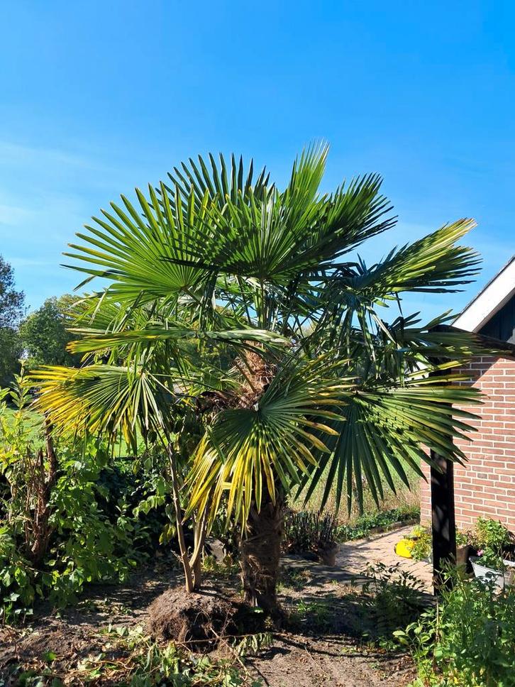 Mooie Palmboom, Tuin en Terras, Planten | Tuinplanten, Overige soorten, Volle zon, Ophalen