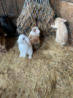 Lief klein konijntje, Dieren en Toebehoren, Meerdere dieren, Klein