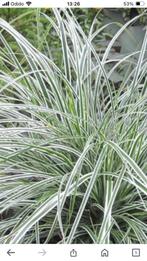 Carex oshimensis “everest”  bonte zegge, Tuin en Terras, Planten | Tuinplanten, Ophalen of Verzenden