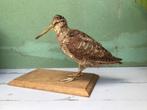 Opgezette vogel, Ophalen of Verzenden, Zo goed als nieuw, Vogel, Opgezet dier
