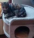 Waar mag ik gaan wonen ?, Poes, Kortharig, 0 tot 2 jaar