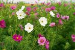 🌸 Bio zaden Cosmea mix, Ophalen of Verzenden, Voorjaar, Volle zon, Zaad