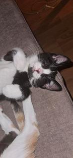 Kittens, Dieren en Toebehoren, Katten en Kittens | Overige Katten, Meerdere dieren