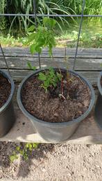 stek van de Campsis radicans = trompetbloem, Ophalen, Overige soorten, Volle zon
