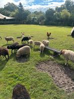 Ouessant schapen ooien en ram (8 st), Dieren en Toebehoren, Schapen, Geiten en Varkens, Meerdere dieren, Schaap