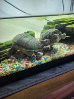 2 moeras schildpadden te koop, Dieren en Toebehoren, Reptielen en Amfibieën, 0 tot 2 jaar, Schildpad