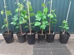 Druiven planten en vijgen, Tuin en Terras, Ophalen, Minder dan 100 cm, In pot