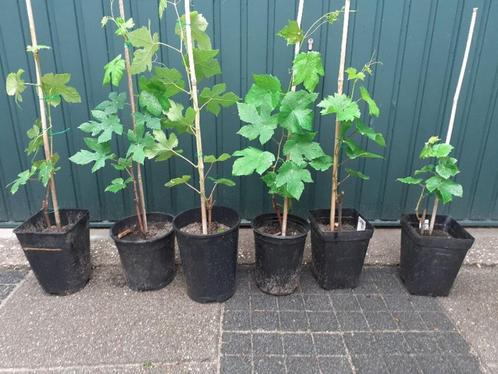 Druiven planten en vijgen, Tuin en Terras, Planten | Fruitbomen, Minder dan 100 cm, In pot, Ophalen
