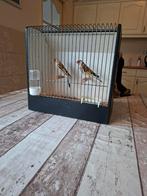 Major putters man, Mannelijk, Wildzangvogel