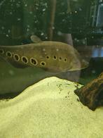 Roofvis, clown mesvis 40cm, Dieren en Toebehoren, Vissen | Aquariumvissen