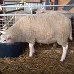 Ooilammeren kruising Texelaar-Swifter-Noordhollander-Rouge, Dieren en Toebehoren, Schapen, Geiten en Varkens, Vrouwelijk, Schaap