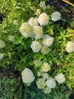 Hydrangea paniculata 'little spooky', Tuin en Terras, Planten | Tuinplanten, Vaste plant, Halfschaduw, Zomer, Ophalen