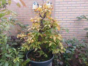 Zelkova pre bonsai 50 jaar oud!  beschikbaar voor biedingen