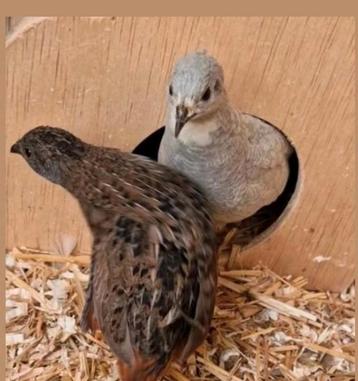 Verse broedeieren chinese dwergkwartel eieren beschikbaar voor biedingen