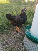 Kriel Barnevelder haan, Dieren en Toebehoren, Pluimvee, Mannelijk, Kip