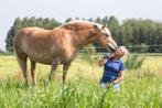 Paard /pony verzorgster/verzorger hulp gezocht, Dieren en Toebehoren, Ophalen of Verzenden