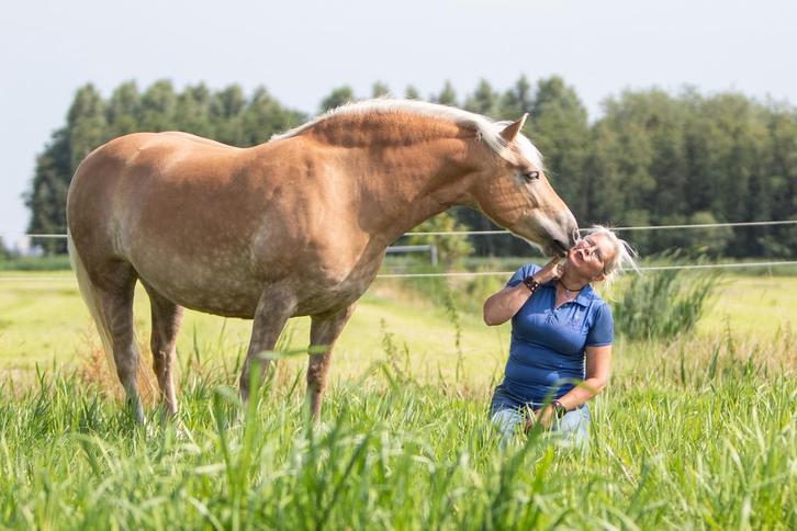 Paard /pony verzorgster/verzorger hulp gezocht, Dieren en Toebehoren, Paarden en Pony's | Overige Paardenspullen, Ophalen of Verzenden