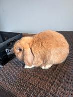 Dekram razuivere minilop ram madagascar (alleen ter dekking), Dieren en Toebehoren, Konijnen, Mannelijk, Dwerg, Hangoor, 0 tot 2 jaar