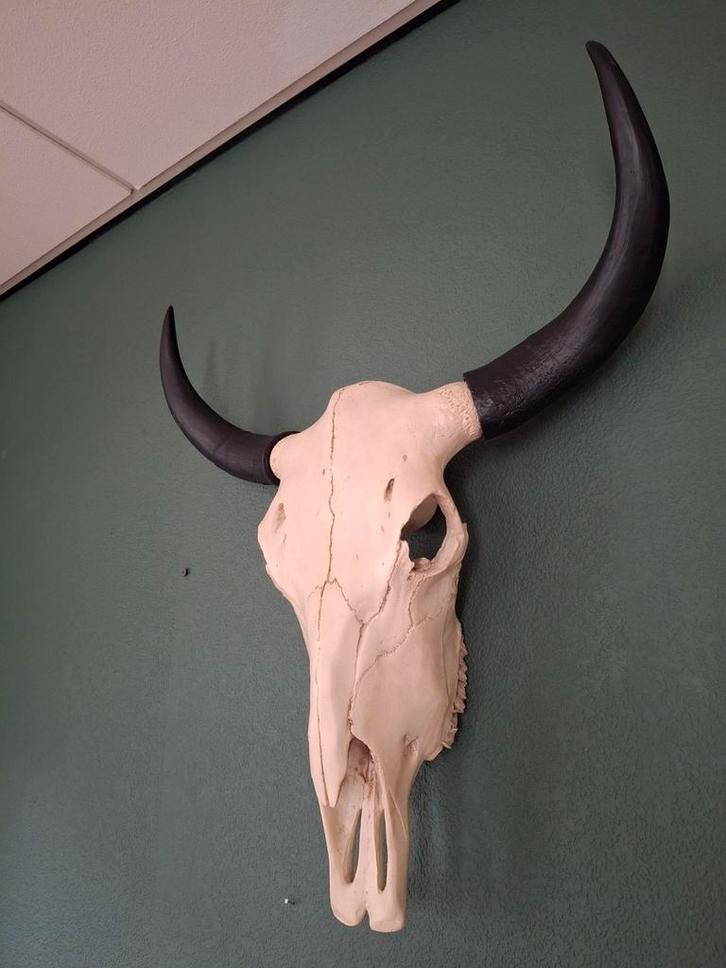Schedel stier / koe, Huis en Inrichting, Woonaccessoires | Wanddecoraties, Zo goed als nieuw, Ophalen of Verzenden