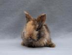 Lieve baby konijnen in de opvang, Dieren en Toebehoren, Konijnen, Meerdere dieren, 0 tot 2 jaar, Middelgroot