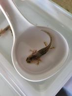 Axolotl's, Amfibie, 0 tot 2 jaar