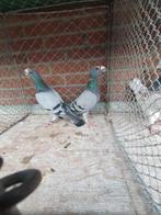 Dragoons, Dieren en Toebehoren, Meerdere dieren, Postduif