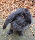 Raszuivere lieve Franse hangoor ram, volledig gevaccineerd, Mannelijk, Groot, Hangoor, 0 tot 2 jaar