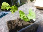 plantjes, stekjes, Ophalen, Bodembedekkers, Volle zon, Vaste plant