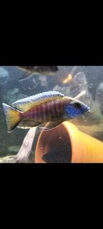 Malawi cichliden, Vis