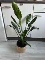strelitzia reginae 90 cm, Huis en Inrichting, Ophalen of Verzenden, Halfschaduw, Minder dan 100 cm