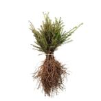 Taxus baccata blote wortel 20-30, Ophalen of Verzenden, Bloeit niet, Overige soorten, Volle zon