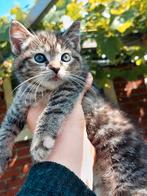 2 mooi kitten de prijs is per kat 100euro, Dieren en Toebehoren, Kater