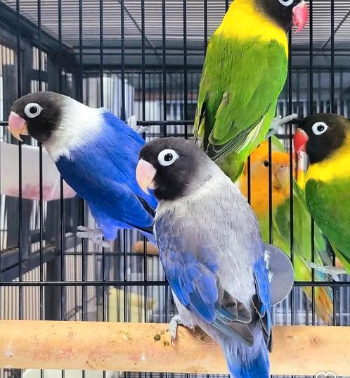 agapornis personata, Dieren en Toebehoren, Vogels | Parkieten en Papegaaien, Dwergpapegaai of Agapornis, Meerdere dieren, Pratend