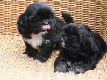 BOOMER PUPS     MALTEZER  X  SHIH TZU beschikbaar voor biedingen