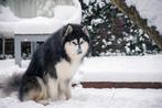 Husky dekreu, Particulier, Rabiës (hondsdolheid), Meerdere, 3 tot 5 jaar