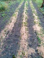 Araucaria stekjes / Araucaria araucana / Apenboom, Tuin en Terras, Bloeit niet, Overige soorten, Minder dan 100 cm, Ophalen