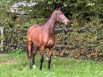 Paarden te lease in EDE voor sport en recreatie, Diensten en Vakmensen, Ruiter of Bijrijder