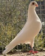 GEZOCHT paar jonge Csepeler hoogvliegers, Dieren en Toebehoren, Vogels | Duiven, Meerdere dieren, Overige soorten
